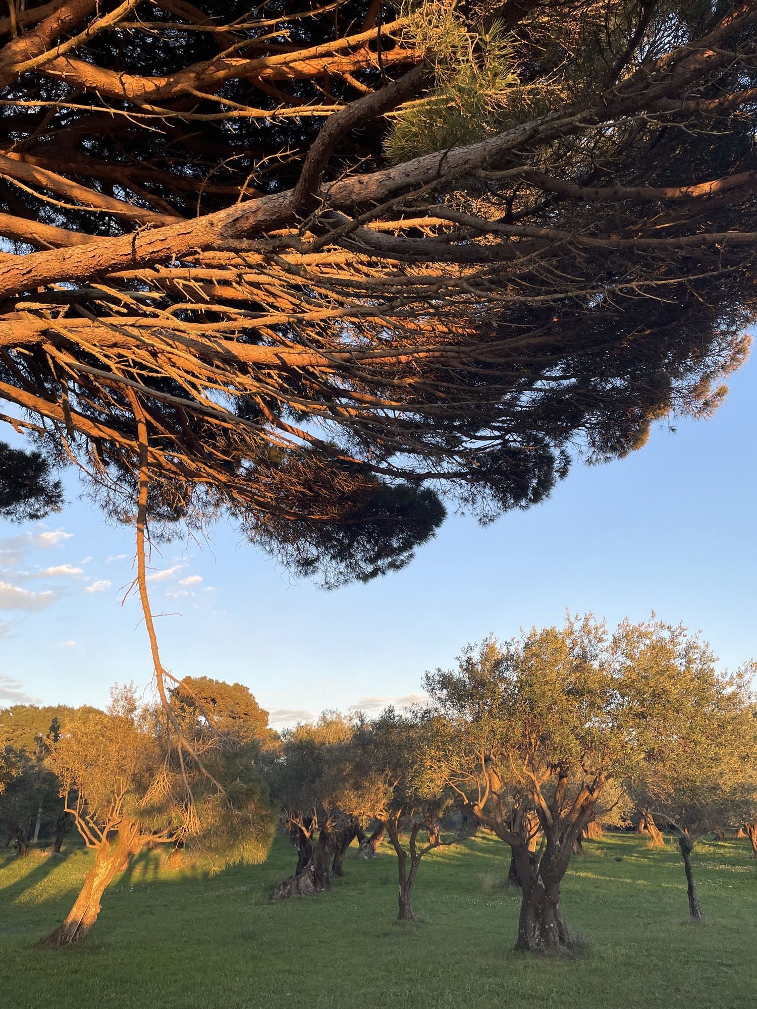 Corfu-Experience-Grove-Tree Corfu Experience Grove Tree