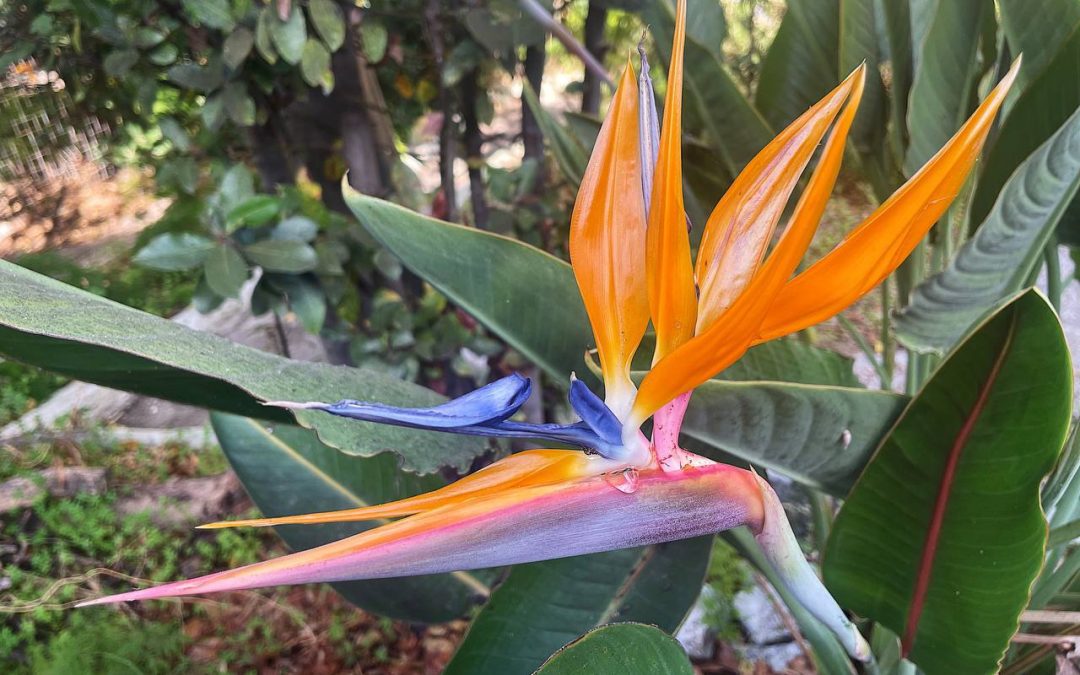 Amazing Bird Of Paradise