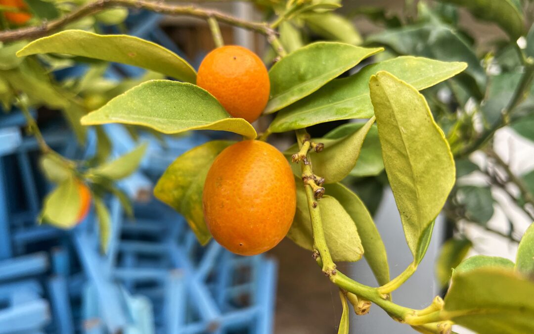 Kumquat of Corfu. How a Tiny Fruit Became the Island’s Brand