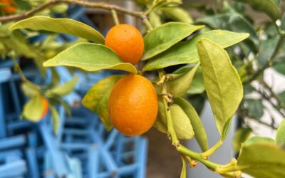 Kumquat of Corfu. How a Tiny Fruit Became the Island’s Brand