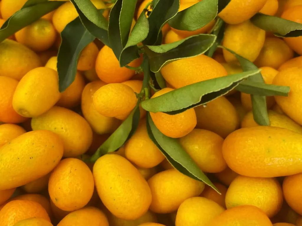 Ripe fresh kumquat with green leaves in the basket, in Corfu island