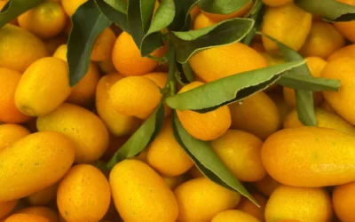 Kumquat: The Brand of Corfu Island