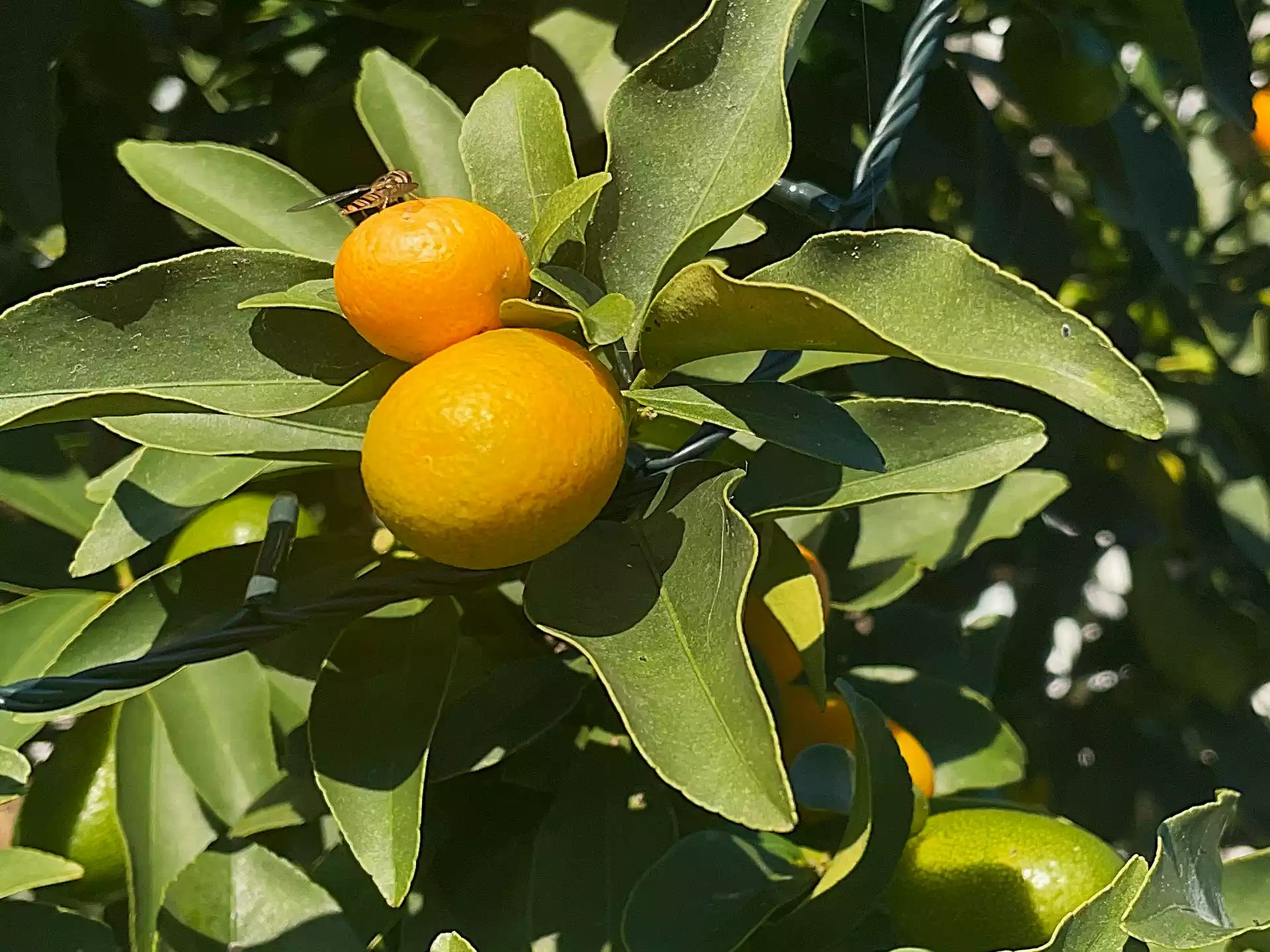 Kumquat fruits on tree and bee on top