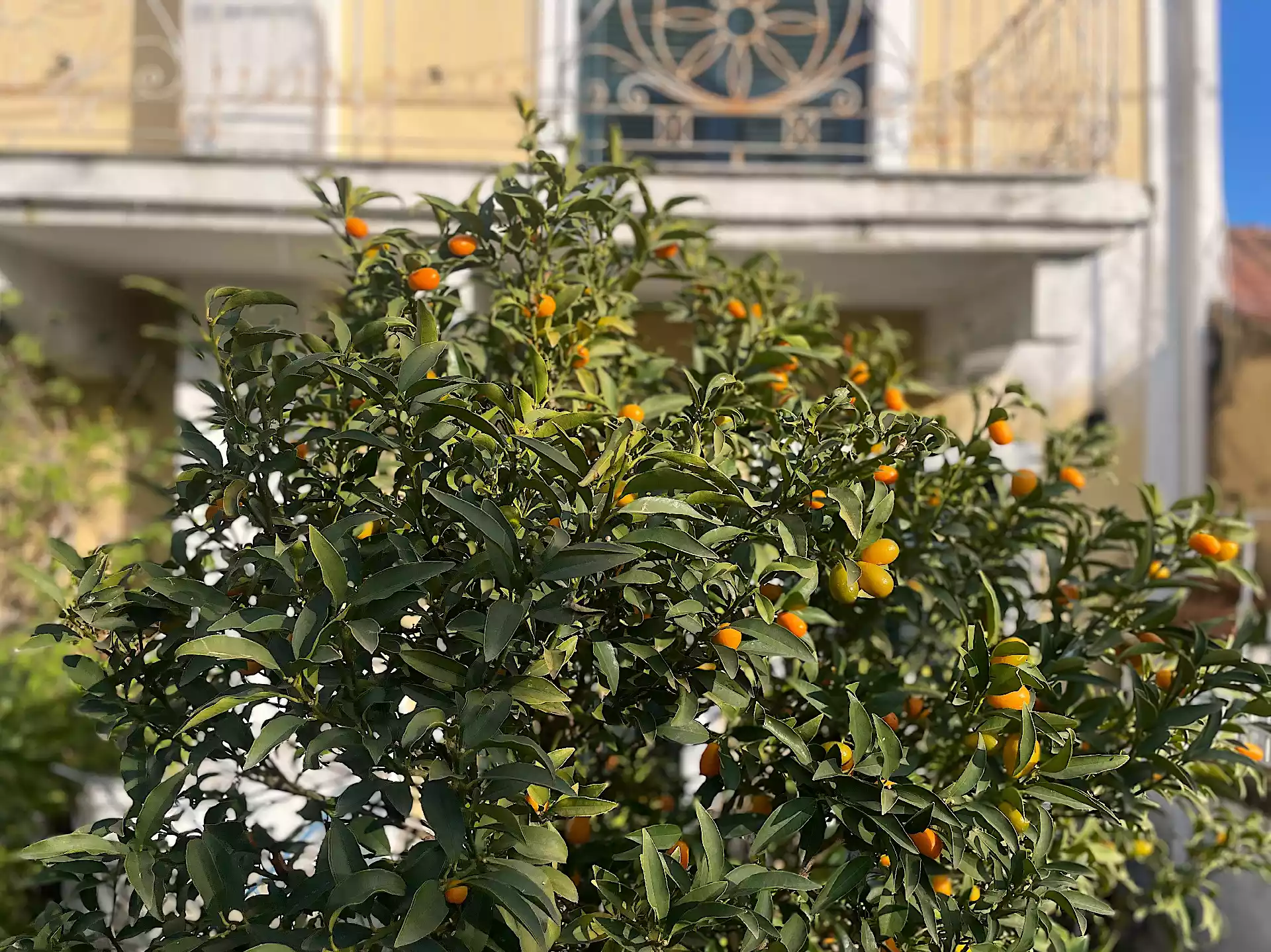 Kumquat tree with ripe orange fruit growing in a sunny Corfu house garden