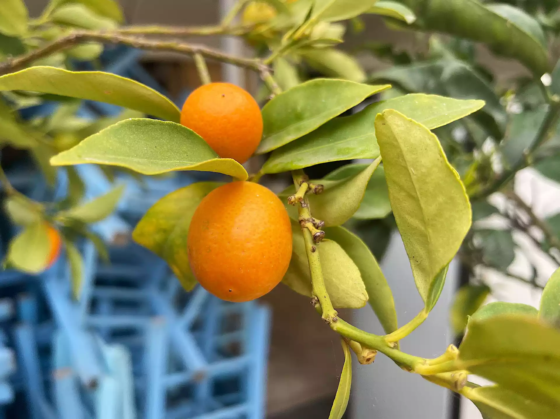 Kumquat fruits on the branch in Corfu, Greece