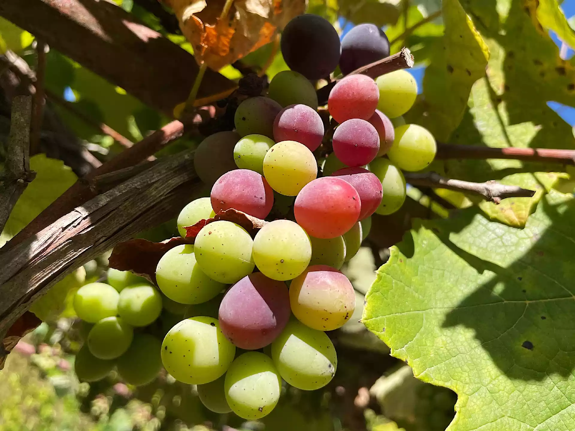 Ripe grapes in September, Corfu island, Greece
