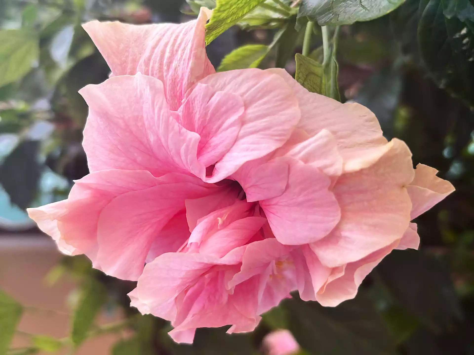 Pale pink syrian hibiscus in Corfu