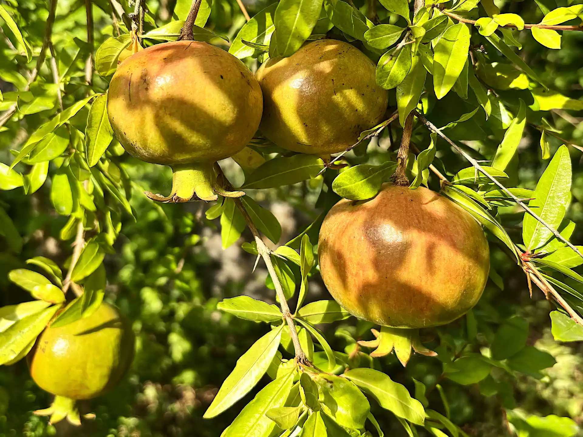 Pomegranate tree with fruits in Corfu, Greece