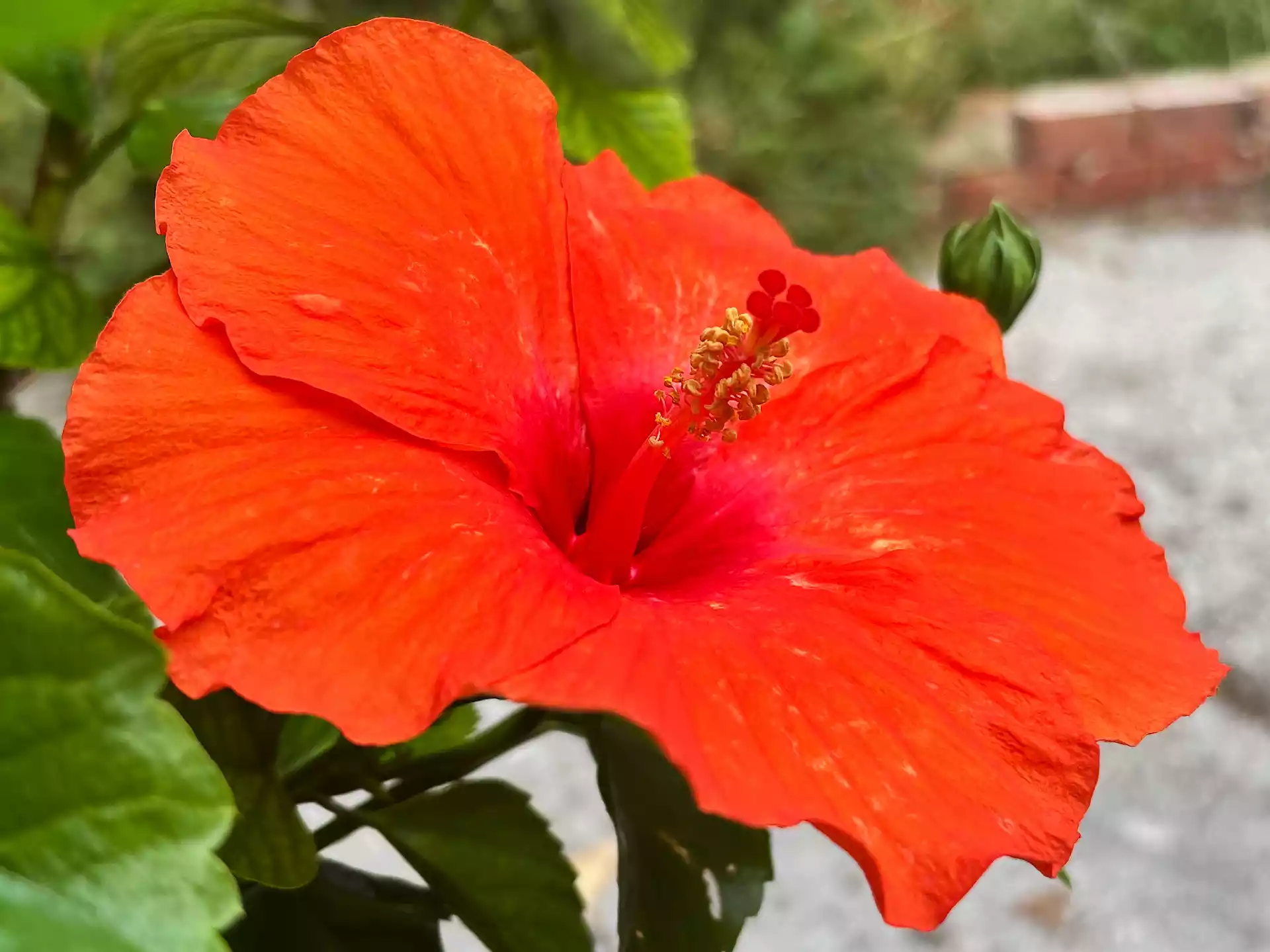 vermillion chinese hibiscus in Corfu