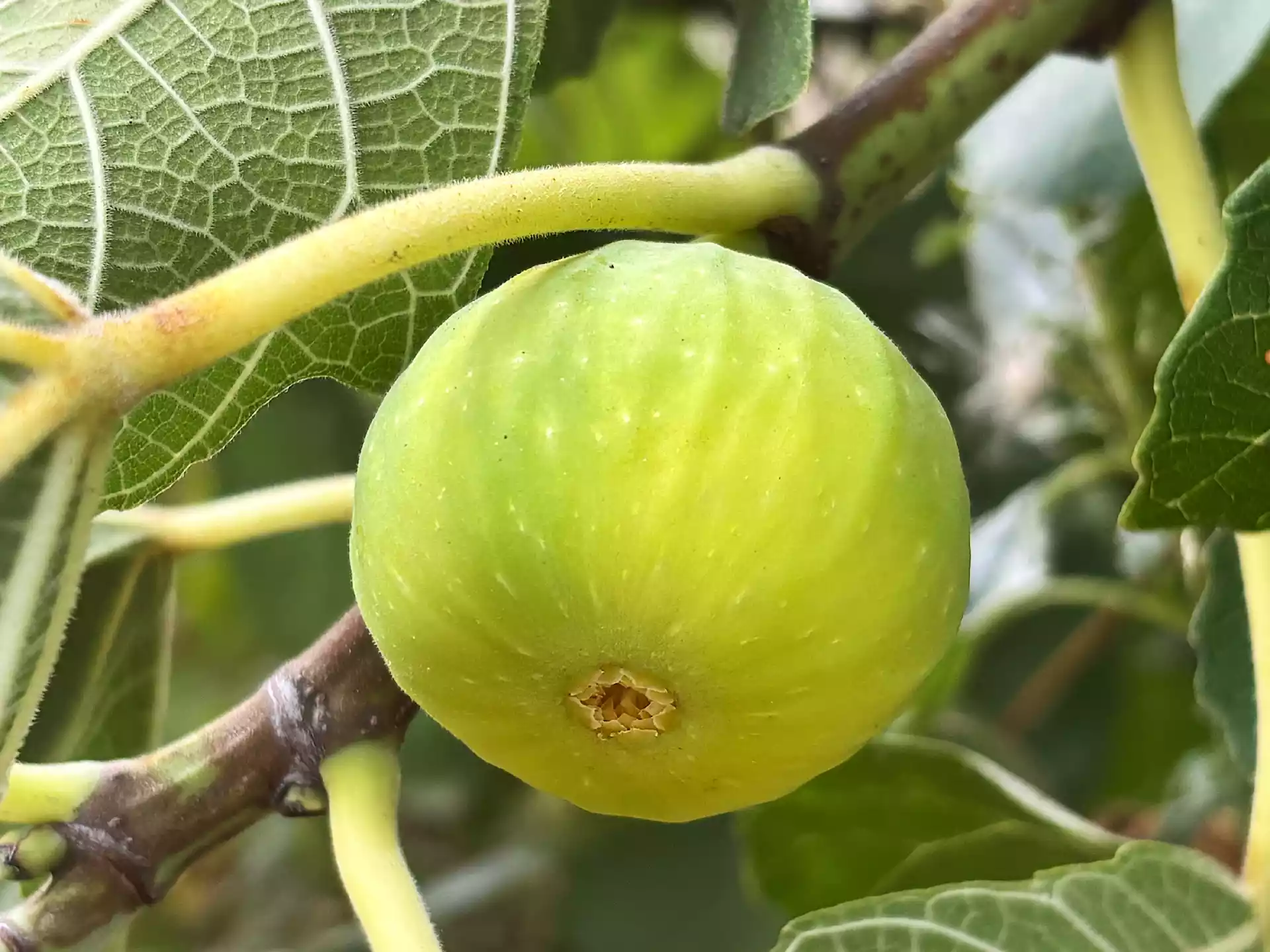 Half ripe yellow fig on the branch in Corfu, Greece
