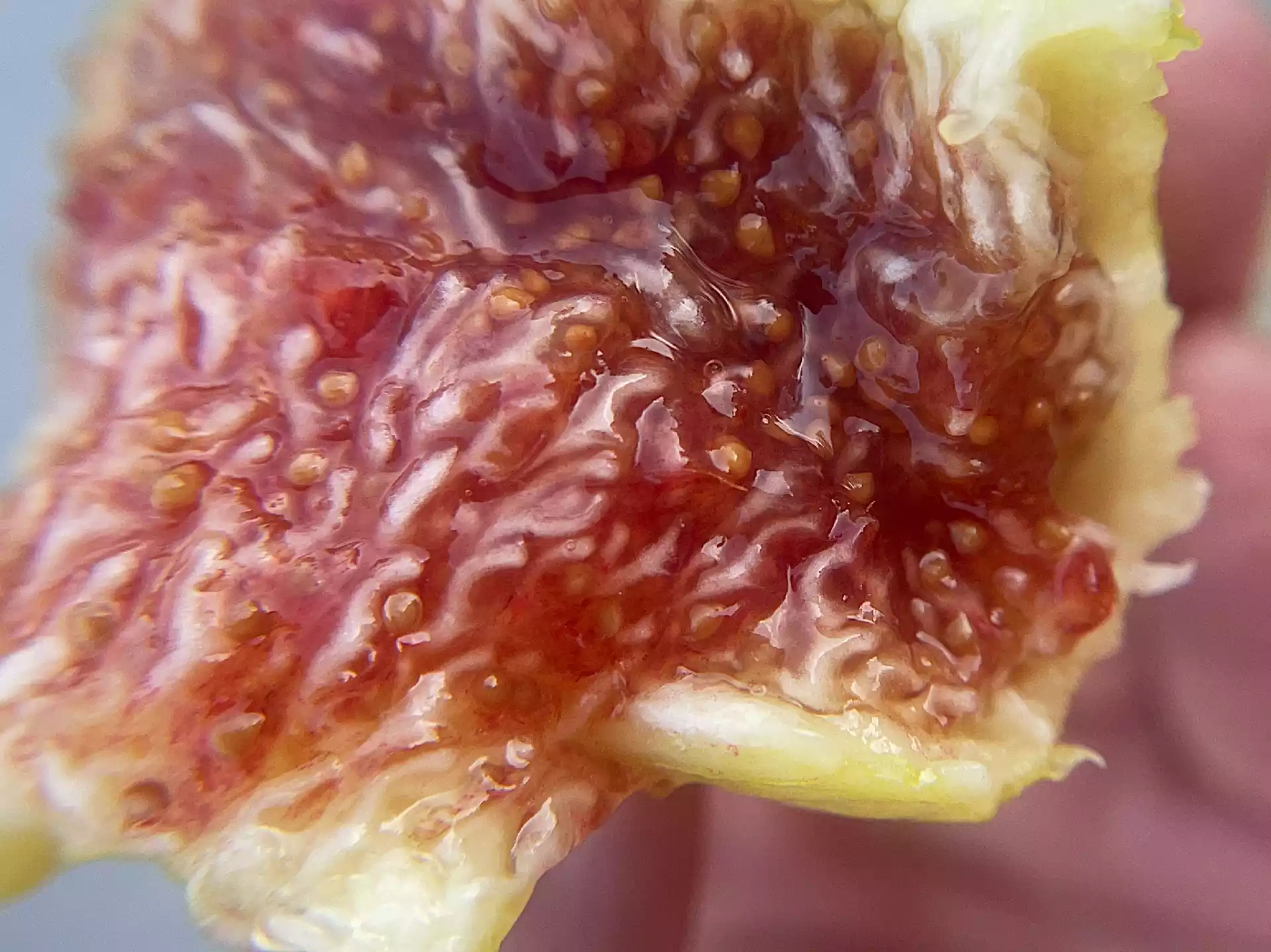 Pink flesh of ripe yellow fig in Corfu
