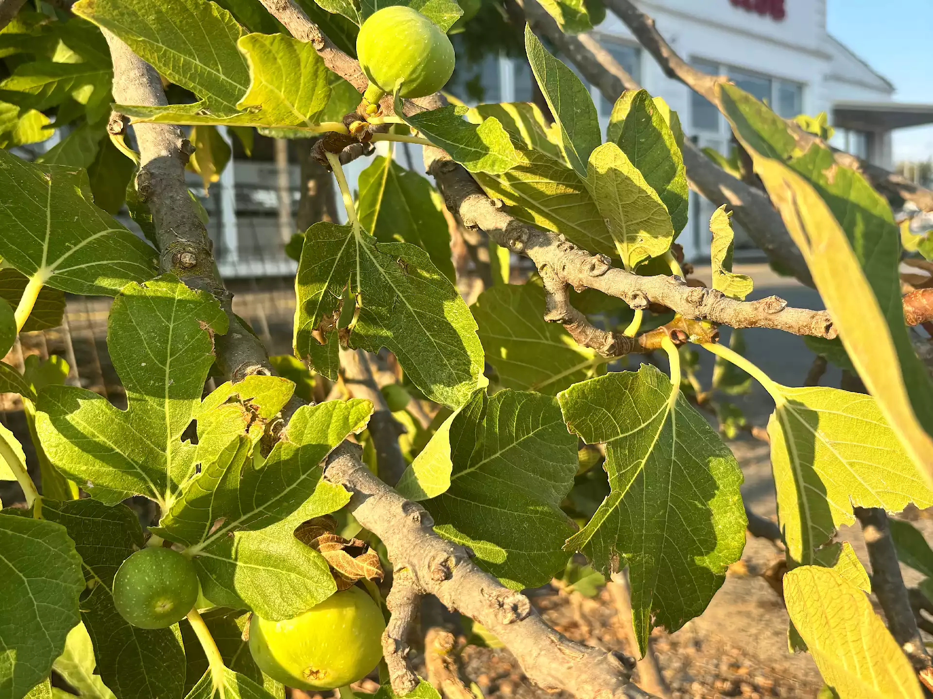 Fig tree with many ripe fruits on branches in Corfu