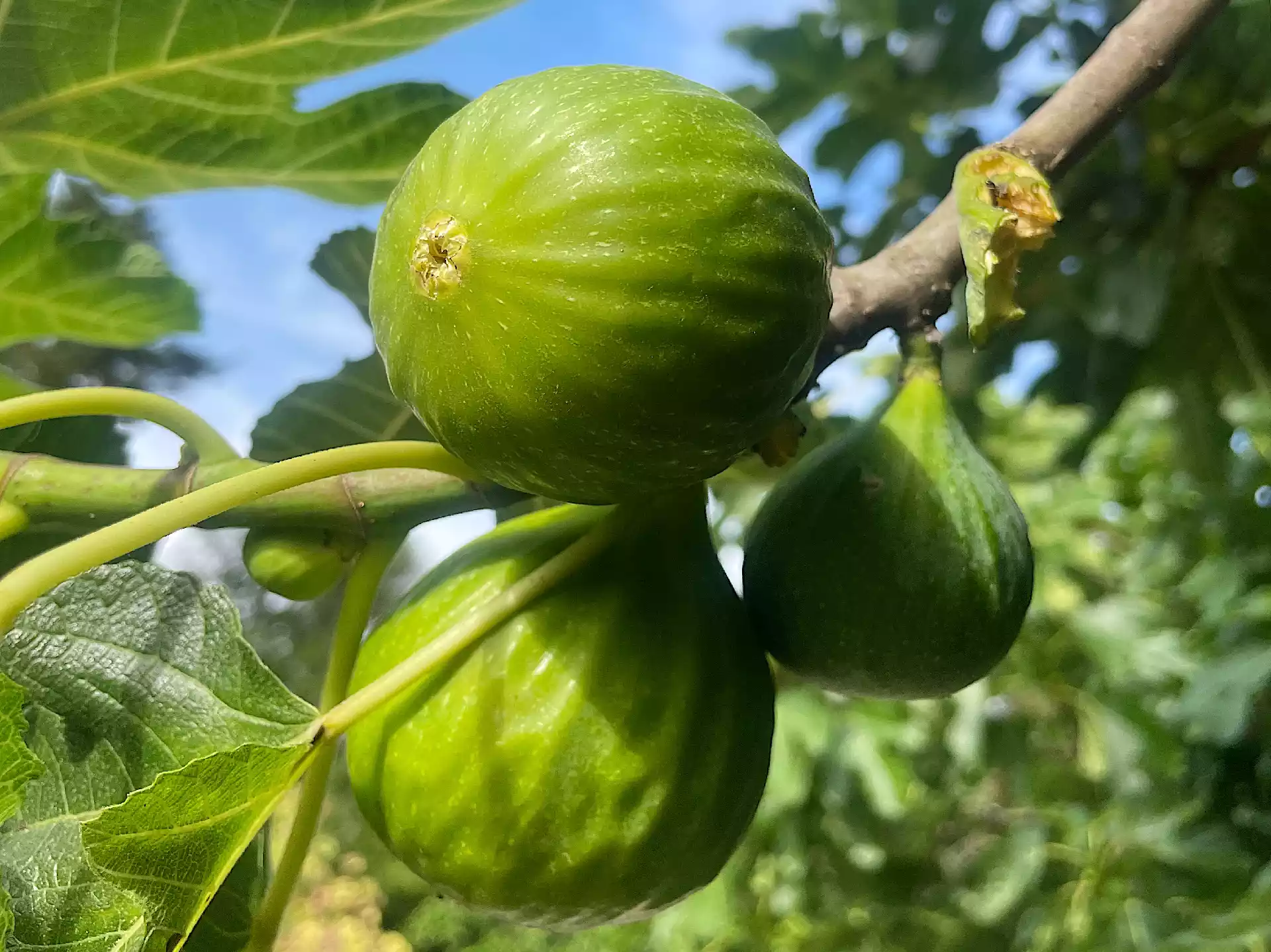 Big green figs on the branch in Corfu, Greece