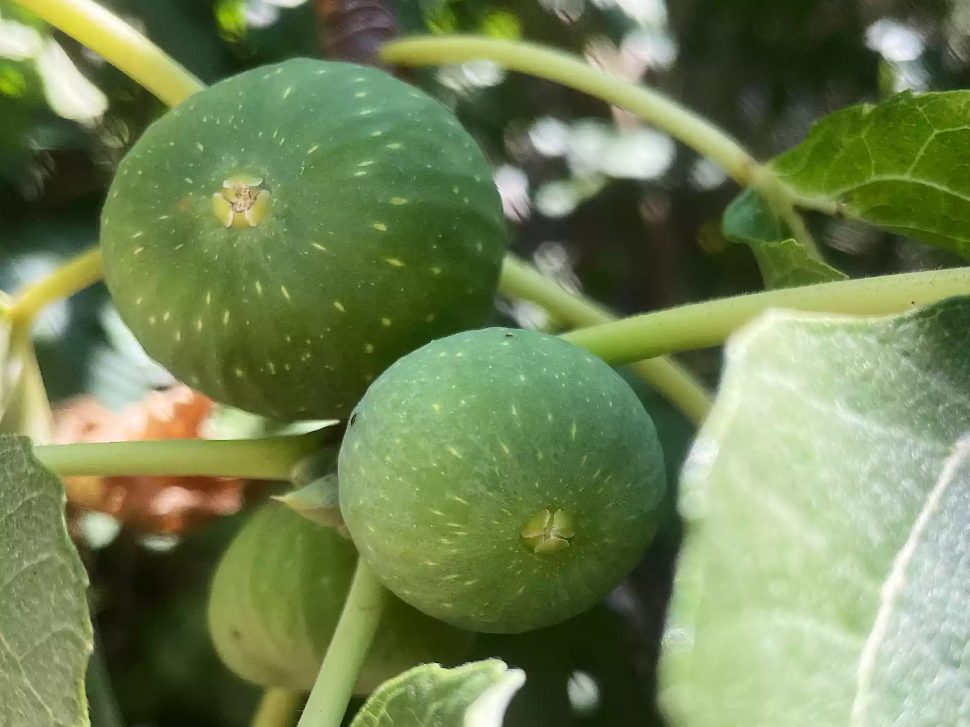 Green figs on the branch in Corfu, Greece