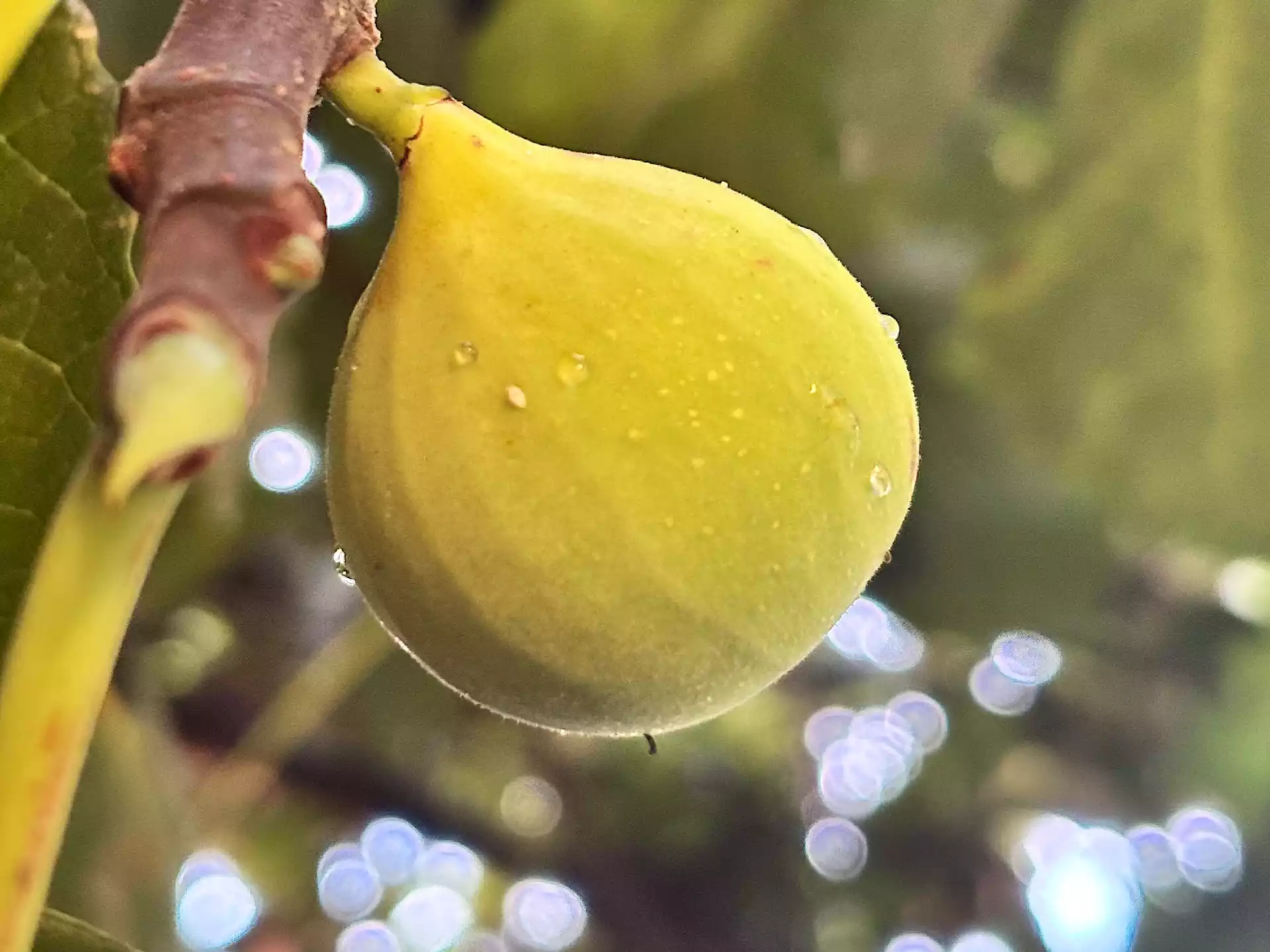 Ripe yellow fig on the branch with dew droplets in Corfu, Greece