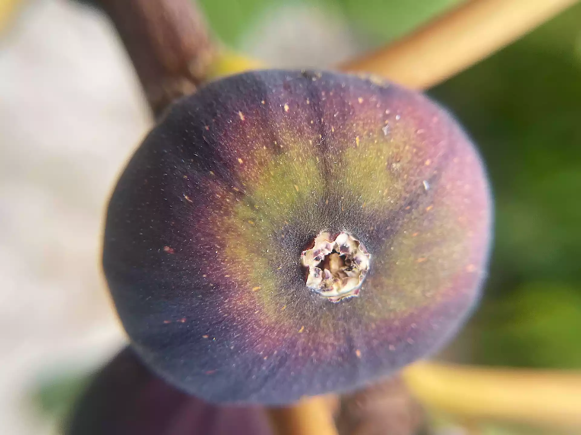Close up of ostiole of not ripe purple fig in Corfu, Greece