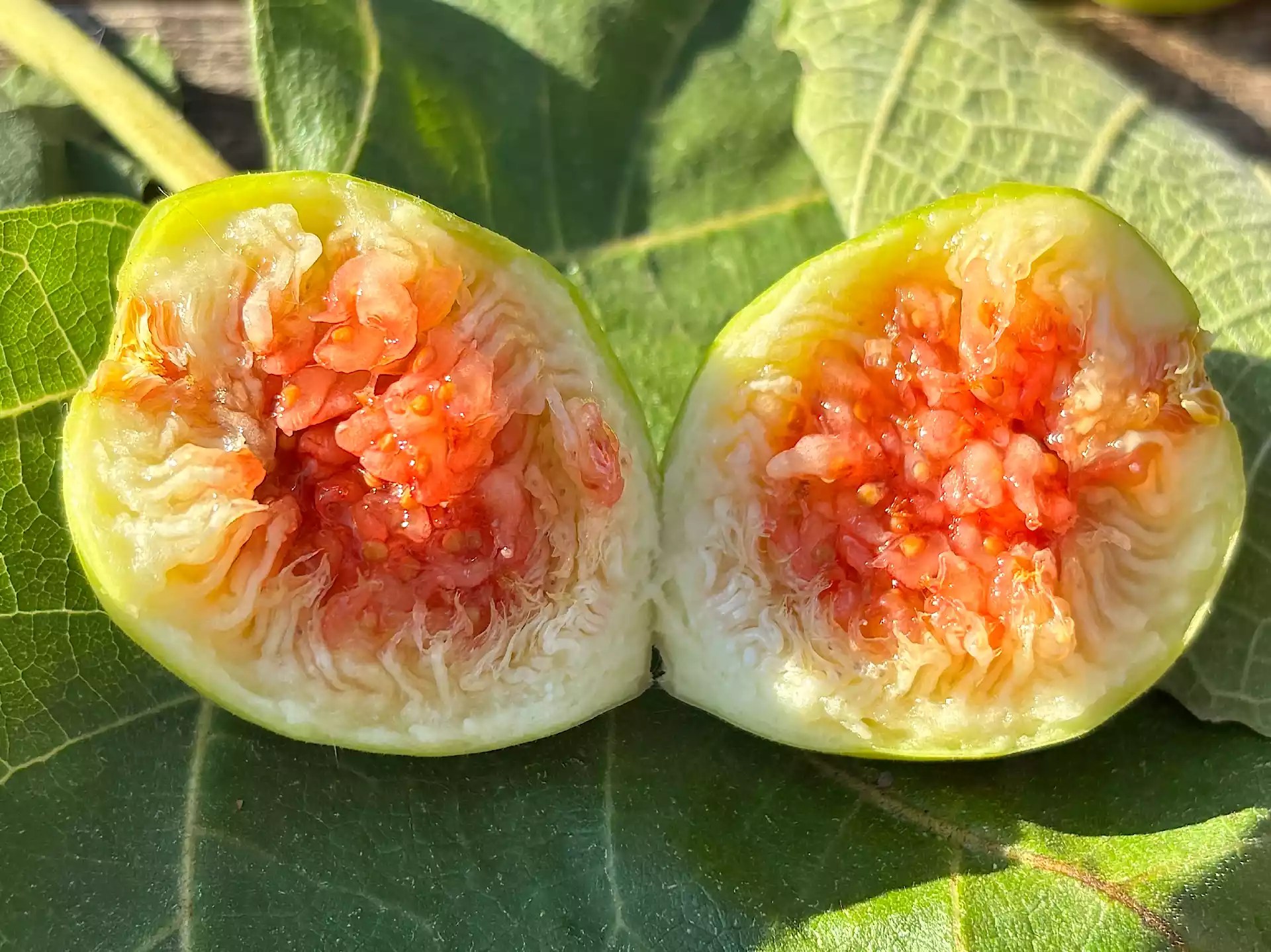 Close up of opened ripe green fig with pink flesh in Corfu, Greece
