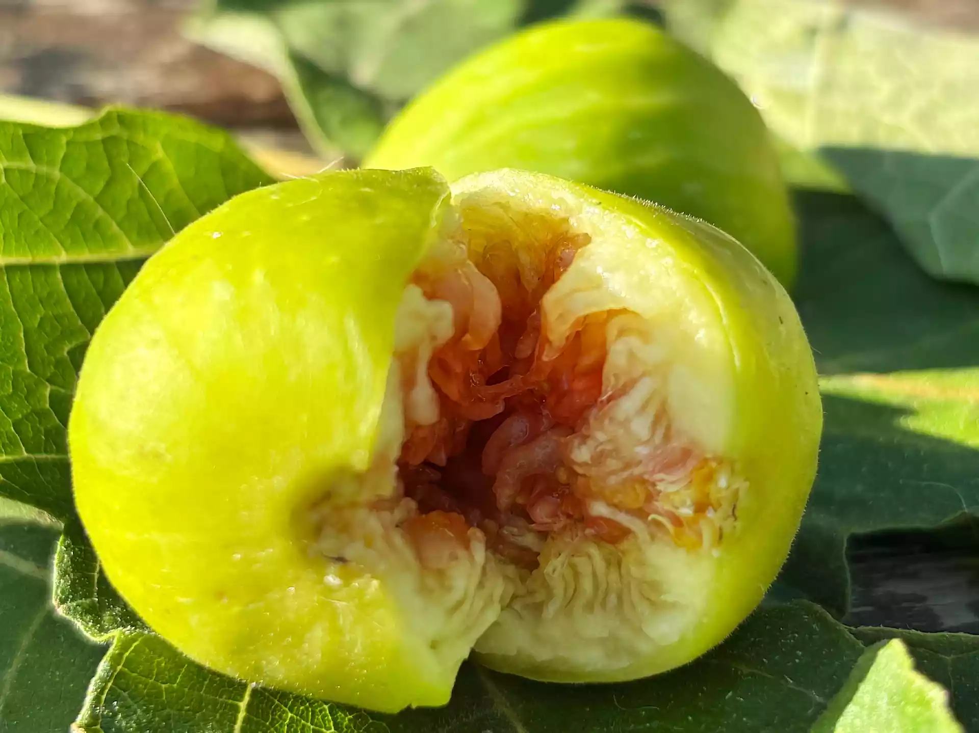 Close up of ripe halp open green fig in Corfu, Greece
