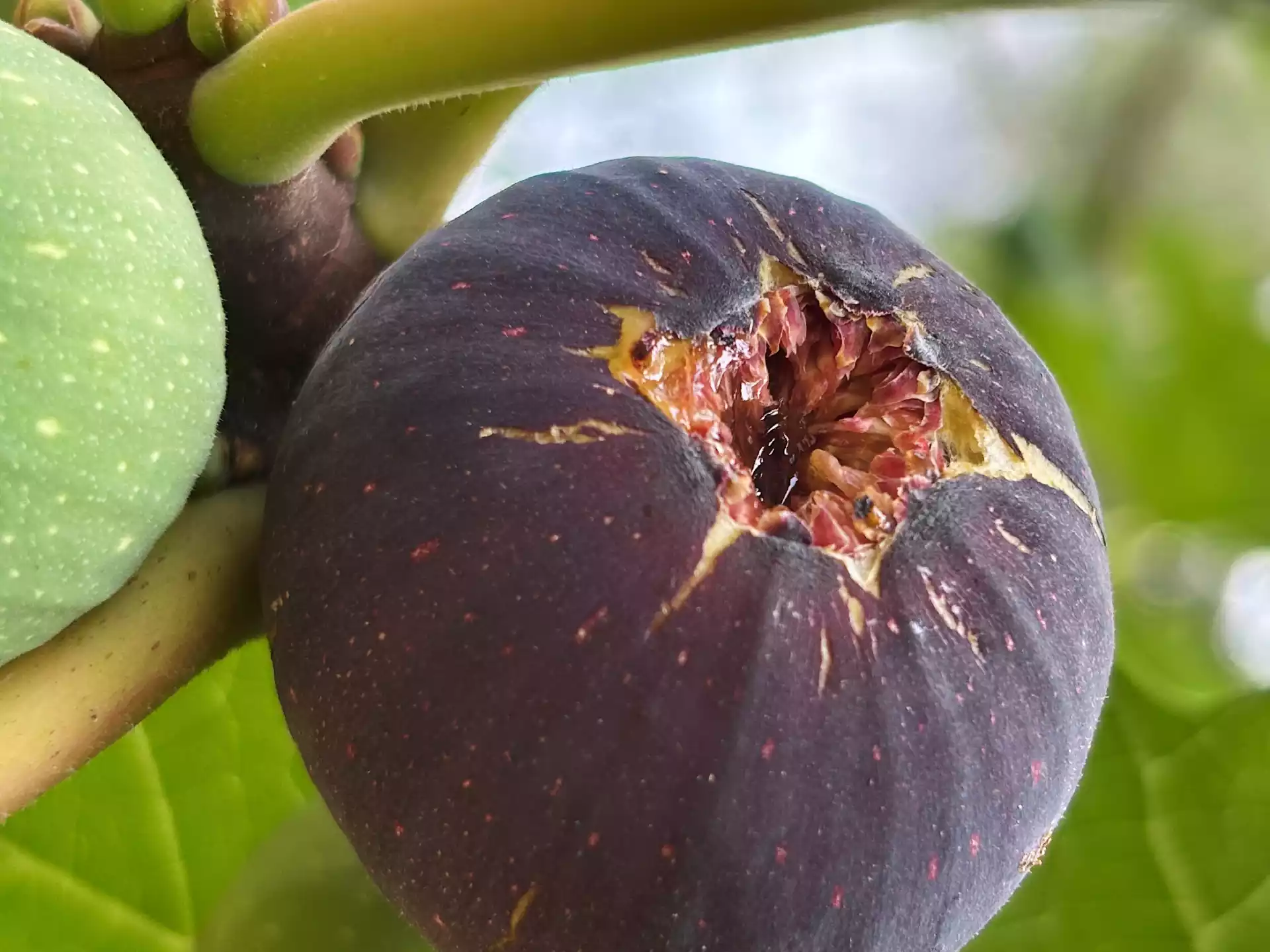 Close up of ripe purple fig with juice droplet in Corfu, Greece