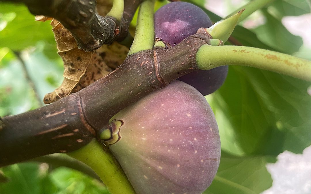 Figs: Fruit of the Gods in Corfu