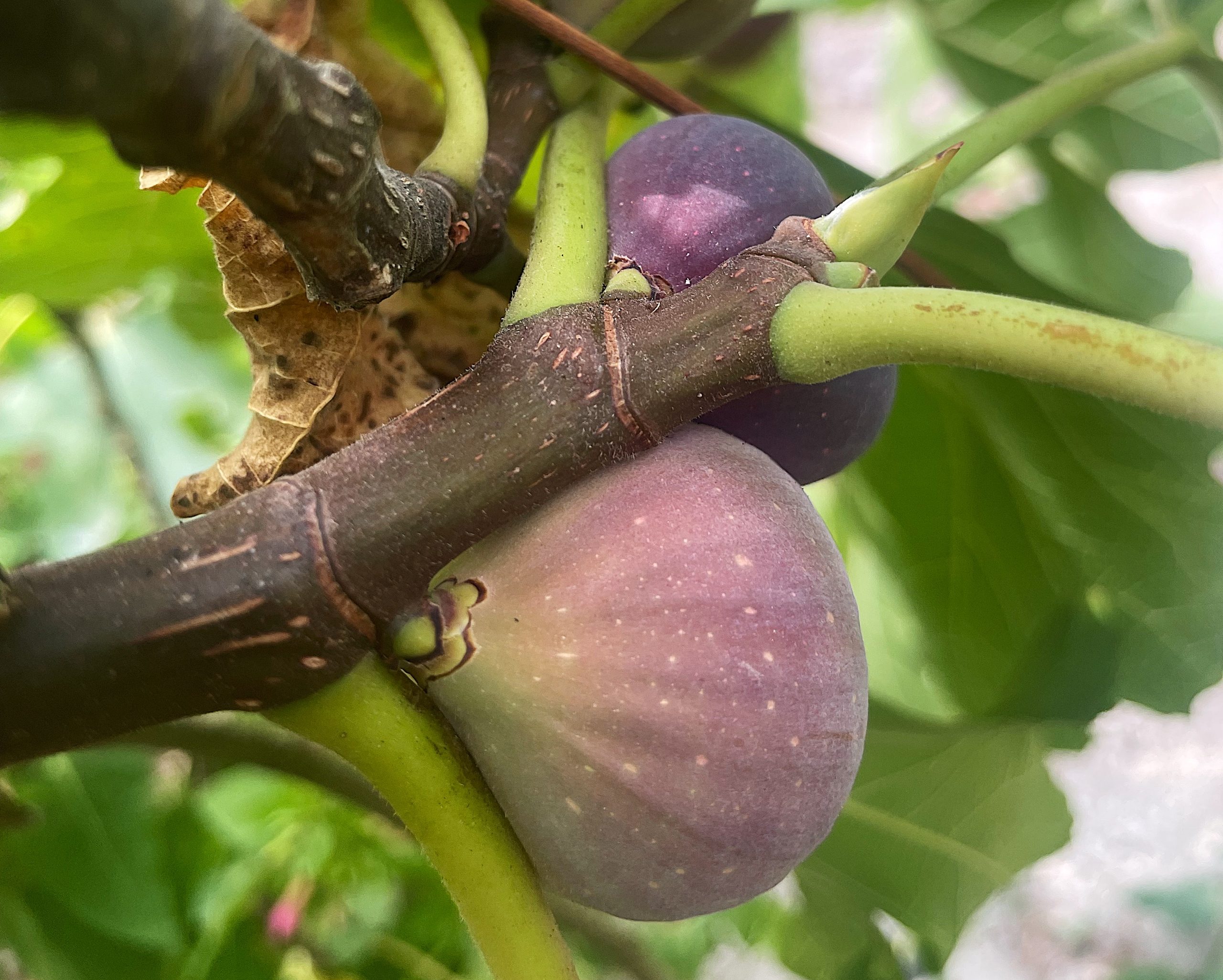 Purple figs on the branch in Corfu, Greece