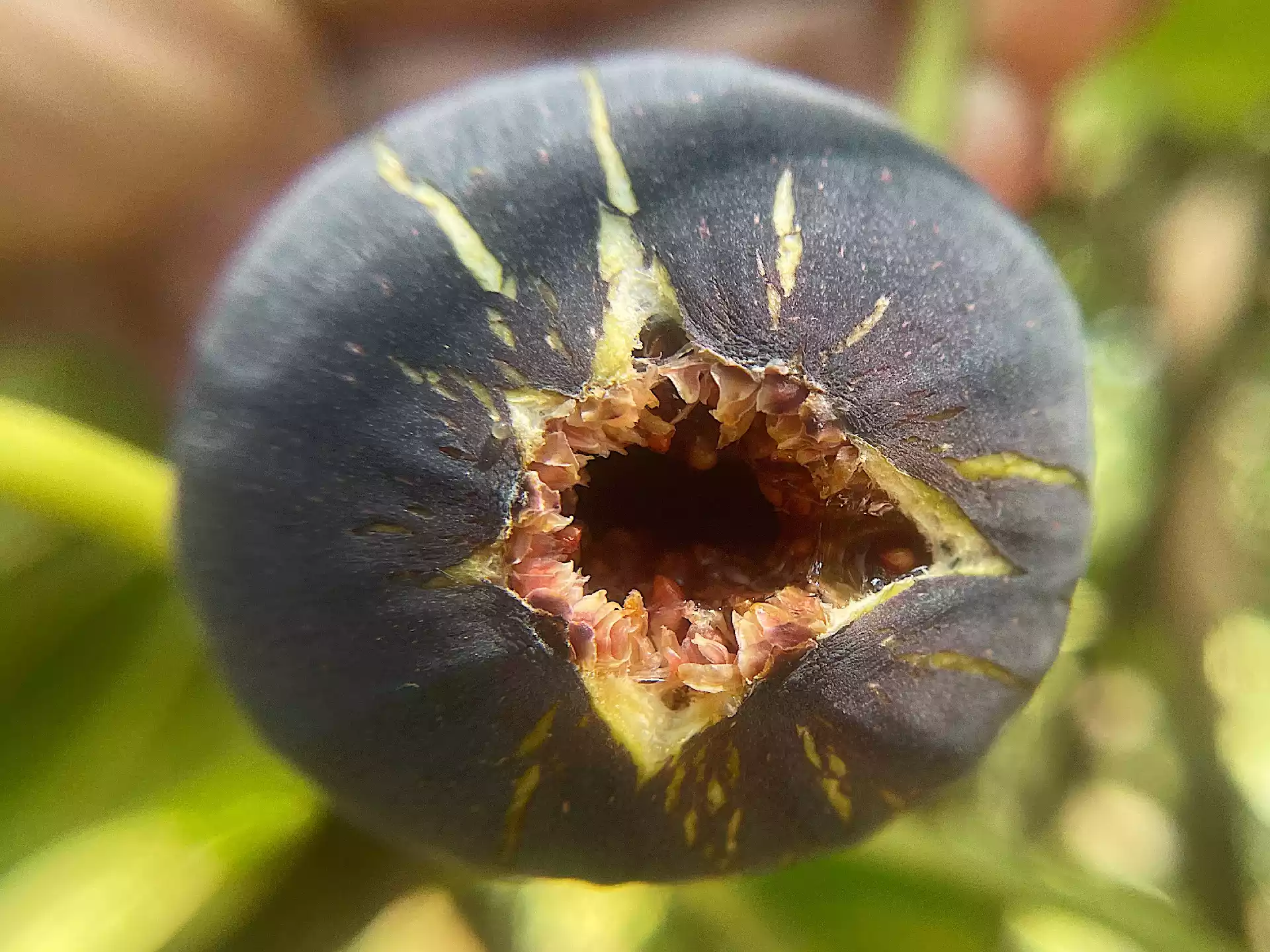 Very ripe purple fig with juice in Corfu, Greece