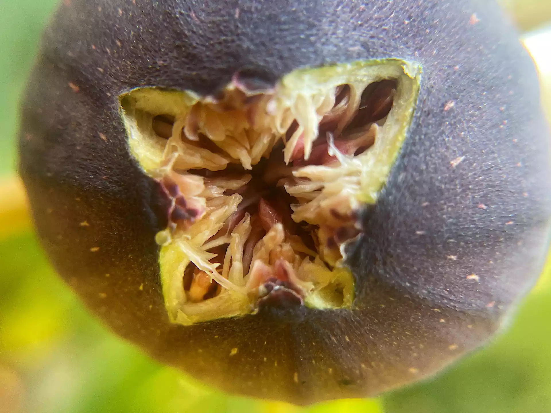 Widely opened ripe purple fig in Corfu, Greece