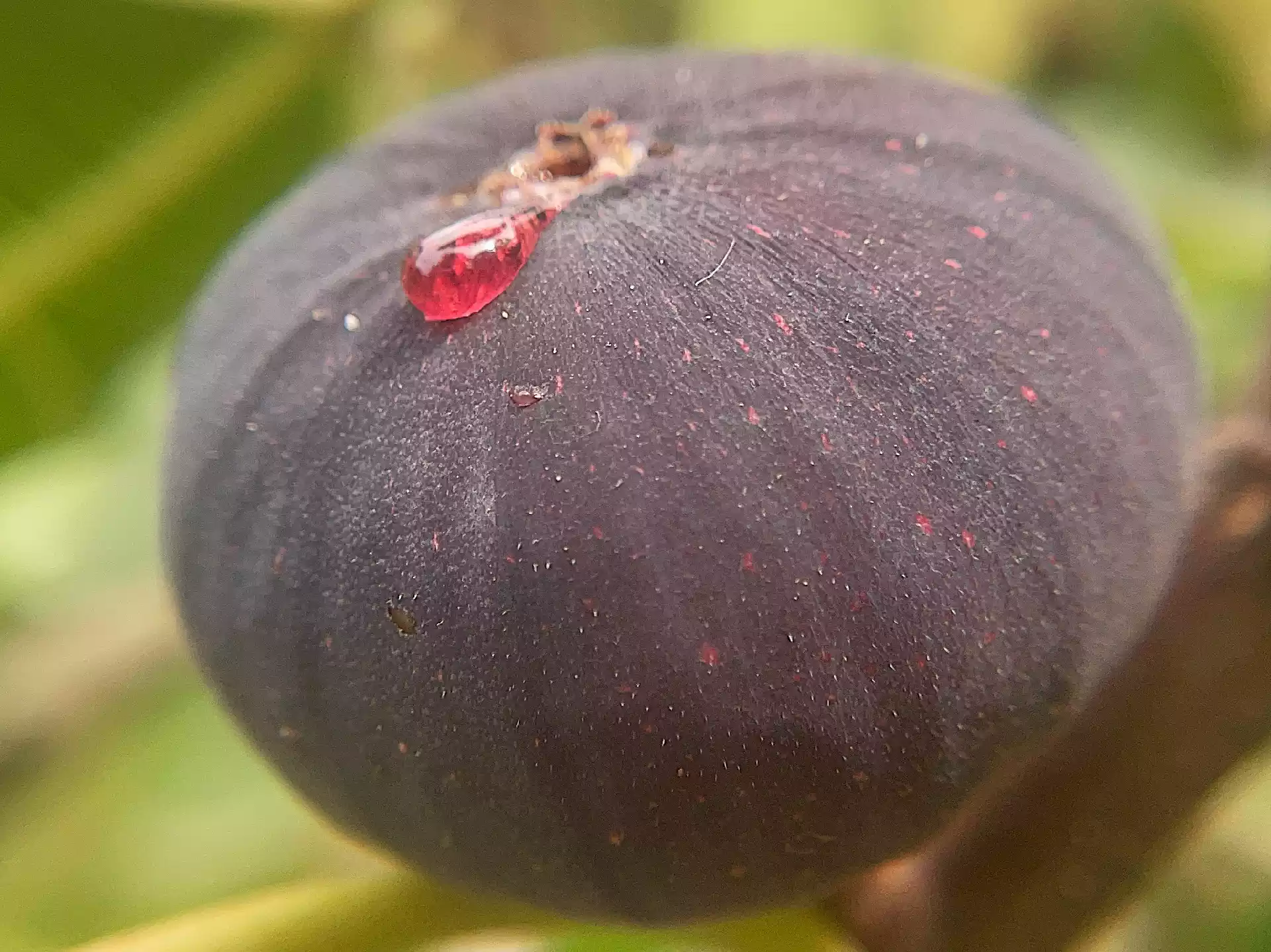 Ripe purple fig with juice drop in Corfu