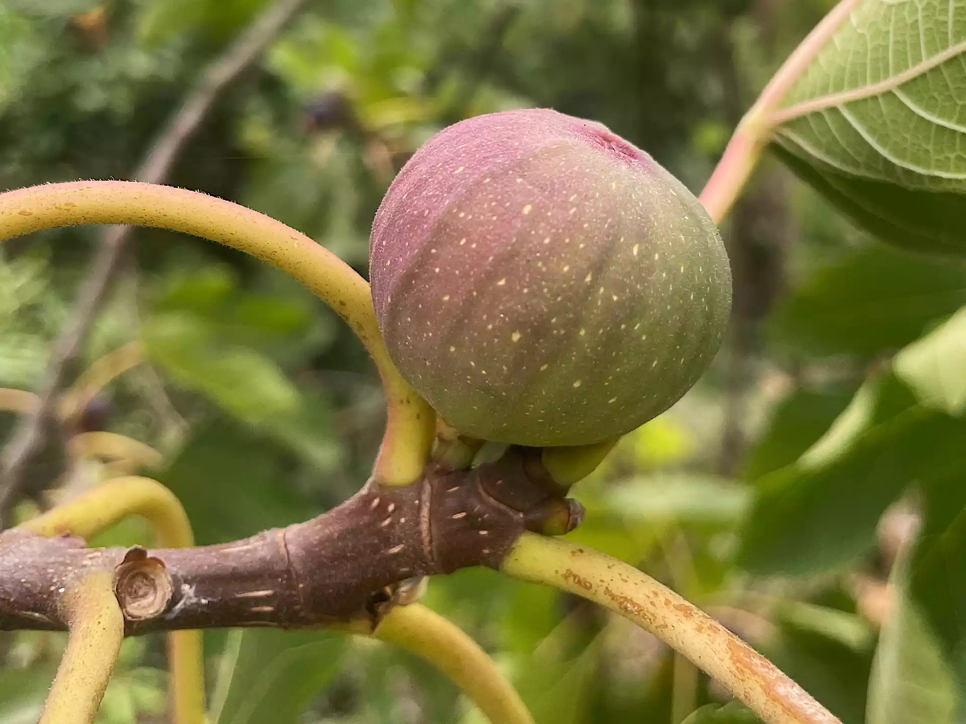 Not ripe purple fig on the branch in Corfu, Greece