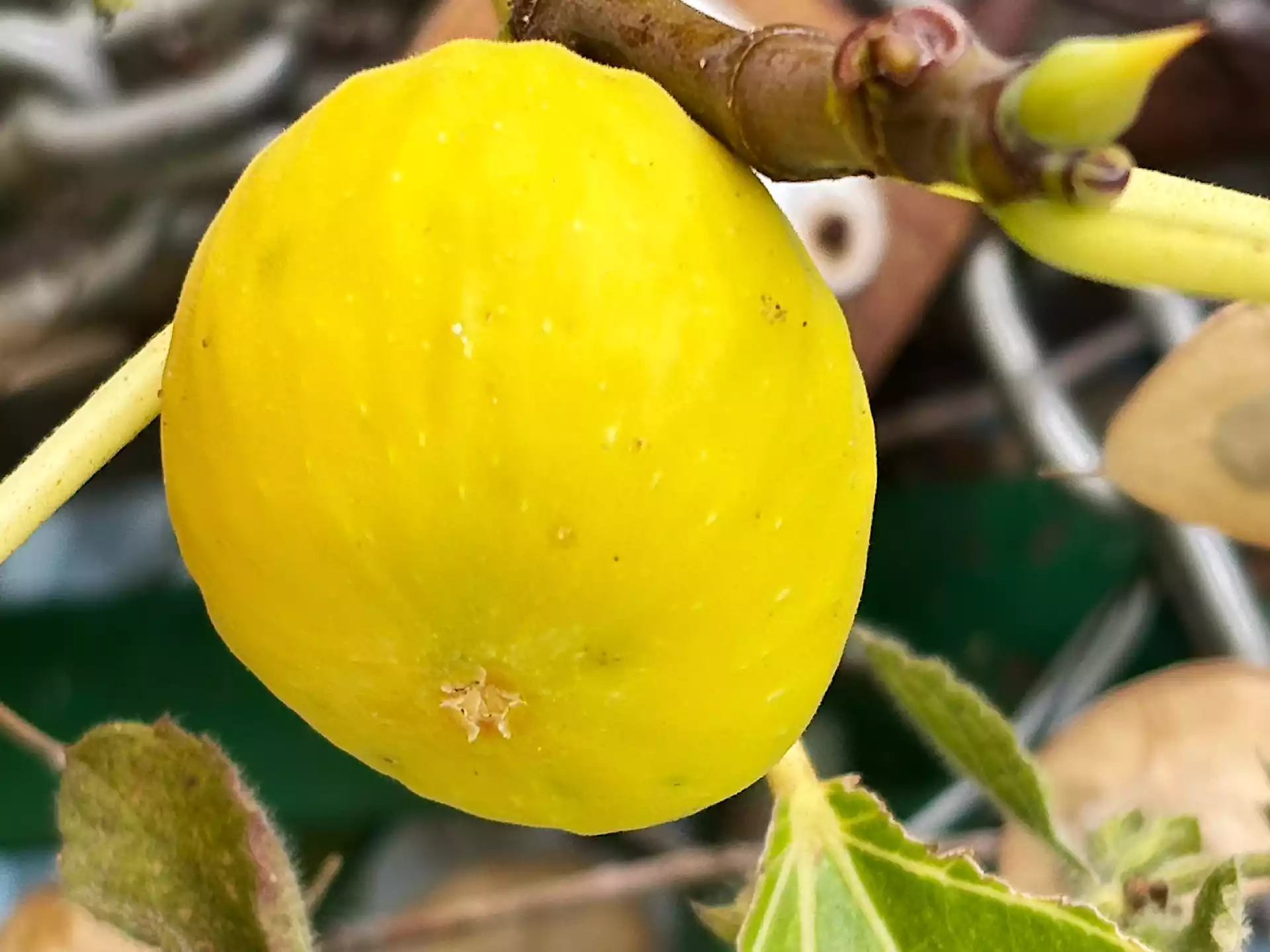 Ripe yellow fig in Corfu, Greece